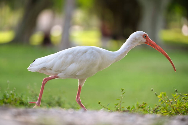 White ibis wild bird, also known as great egret or heron walking on grass in town park in summer. - Photo, image