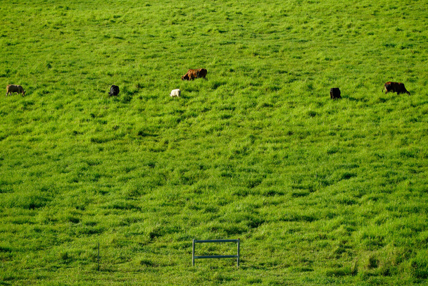 Vihreät trooppiset laidunmaat karjan laiduntaessa vehreällä nurmella Tully North Queensland Australiassa - Valokuva, kuva