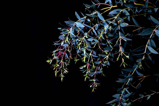 eucalyptus parvifolia en tonos azules fríos sobre un fondo negro. flora malhumorada, marco completo y espacio de copia - Foto, Imagen