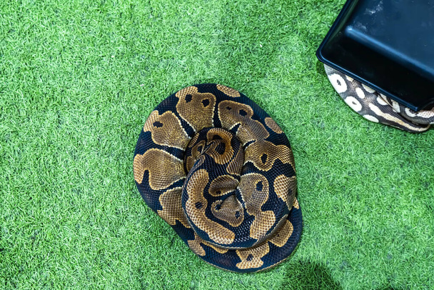 Ball python is a popular pet in Thailand. - Photo, Image