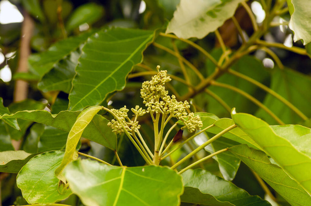 Κοντινό πλάνο του δέντρου Candlenut (Aleurites moluccana) λουλούδια και πράσινα φύλλα - Φωτογραφία, εικόνα