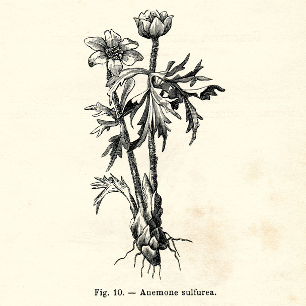 Vintage Blumen Illustrationen - Foto, Bild