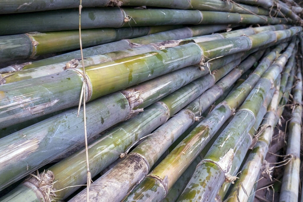 Hromada bambusové tyčinky pro řemesla a stavební materiál - Fotografie, Obrázek