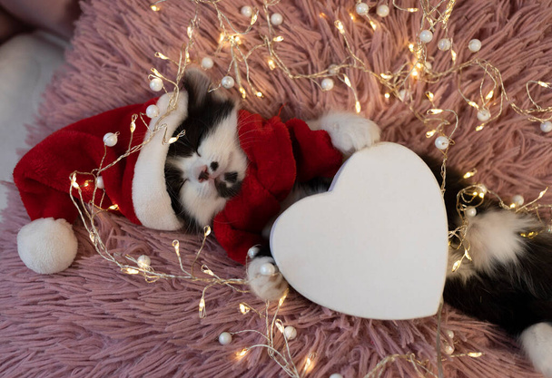 gatito lindo blanco y negro en un sombrero de Santa y una bufanda roja duerme en su espalda sobre una almohada suave, sostiene un corazón blanco con sus patas, una guirnalda brilla a su alrededor. regalo de Navidad esponjosa. año del gato - Foto, Imagen