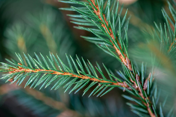Szép fenyőágak az erdőben. Közelről. Csodálatos háttér a szöveghez. Karácsonyi dekoráció. - Fotó, kép