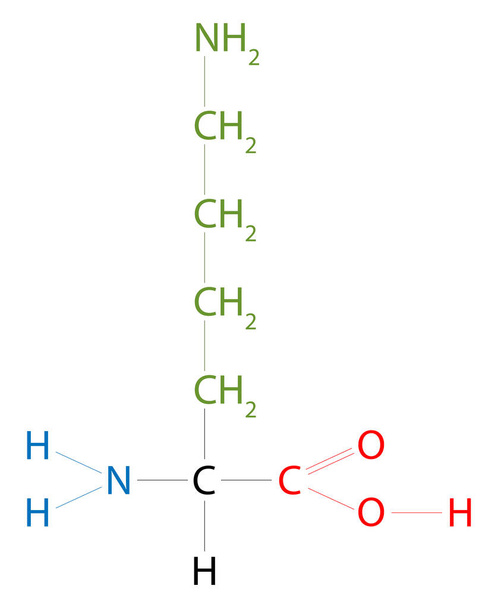 Lysin. Lysin ist eine Aminosäure, die eine Seitenkettenlysyl hat. - Vektor, Bild