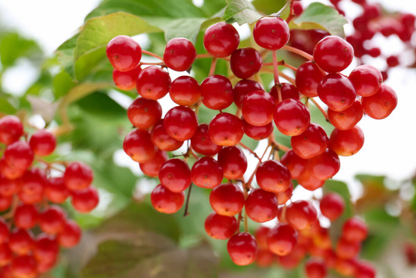 Beautiful viburnum shrub with ripe berries outdoors, closeup - Foto, immagini