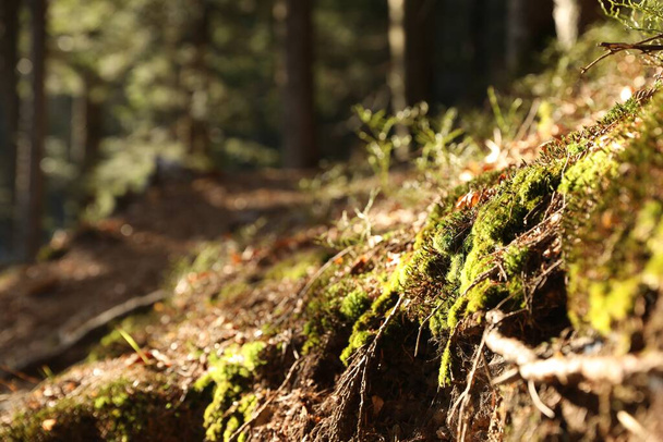 Closeup view of bright green moss in forest - Fotoğraf, Görsel