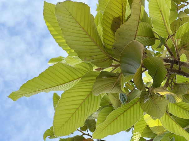 зеленый Dipterocarpus alatus листья на дереве - Фото, изображение