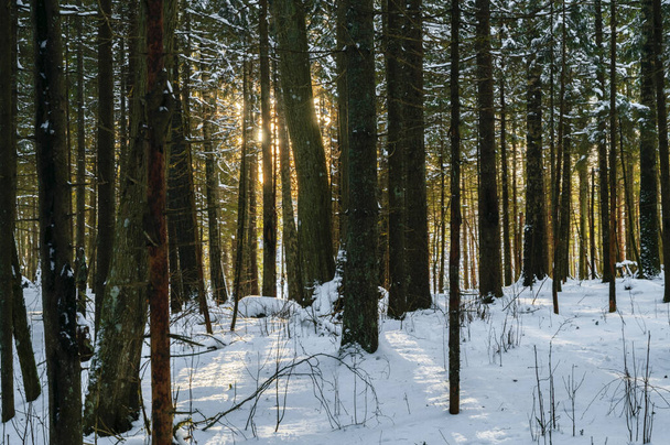 Sun shining trough a forest covered with snow - Foto, Bild