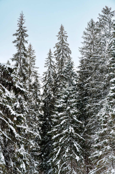 Trees in snowy forest in close up during winter - Fotó, kép