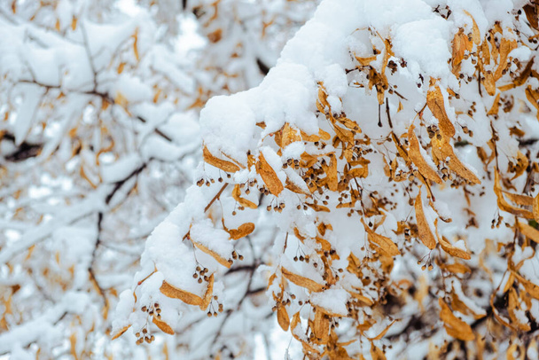 Λίντεν ή αμερικάνικο δέντρο που καλύπτεται με το πρώτο χιόνι. Κλάδος της φλαμουριάς με άνθος το χειμώνα.   - Φωτογραφία, εικόνα