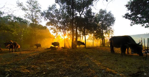 Water buffalo grazing on the farm at sunset - 写真・画像