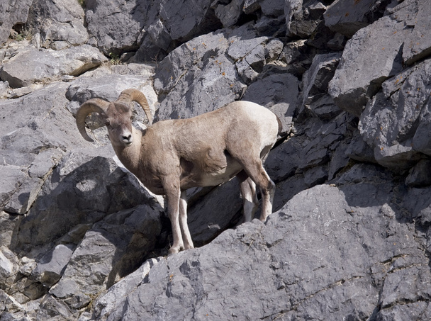 Rocky Mountain Bighorn Sheep - Photo, Image