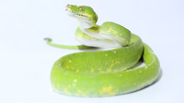 Árbol verde Python Morelia viridis serpiente biak aislado sobre fondo blanco - Metraje, vídeo
