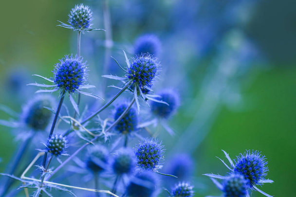 Eryngium planum, the blue eryngo or flat sea holly, is a  plant in the family Apiaceae, native to the area that includes central and southeastern Europe and central Asia - Photo, Image