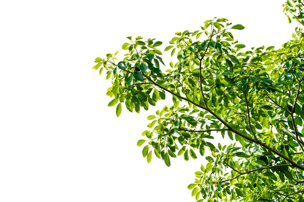 una rama llena de hermosas hojas sobre un fondo blanco - Foto, imagen