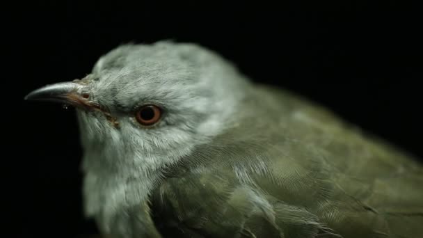 Un pájaro cuco quejumbroso (Cacomantis merulinus) aislado sobre fondo negro - Imágenes, Vídeo