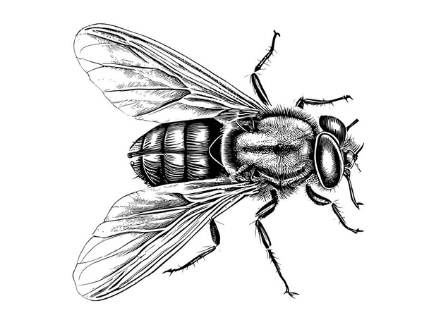 Fly hand drawn sketch From insects collection Vector illustration. - Vector, Image