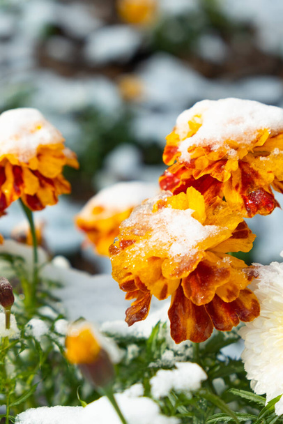 Ringelblumen sind mit einer Schicht des ersten Schnees bedeckt. - Foto, Bild