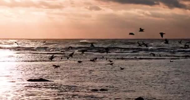 4k doğal sahil manzarası gün batımında ve vahşi yaşam sahnesinde uçan ve yürüyen martı kuşu. Yüksek kaliteli HD görüntüler - Video, Çekim