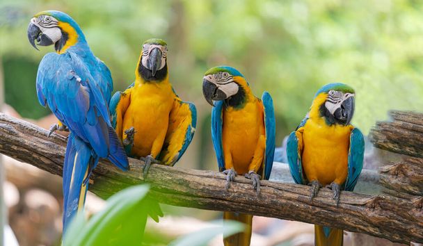 Groep kleurrijke ara op takken, Wilde dieren uit tropisch bos natuur - Foto, afbeelding