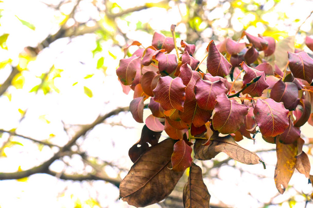 widok jesiennych gałęzi, koncepcja jesiennego sezonu - Zdjęcie, obraz