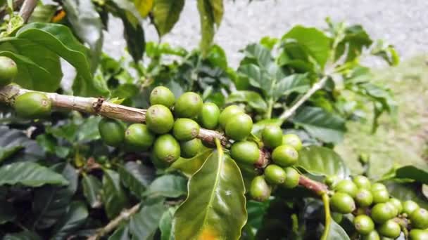 Kawiarnia w Kolumbii, obszar Salento bogaty w plantacje kawy - dojrzała zielona fasola i pozostawia zieleń na roślinach w fazie dojrzewania - Materiał filmowy, wideo