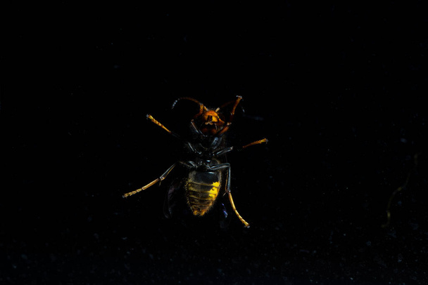 Obrovské děsivé vosy sedí s dramatickým osvětlením proti černé - Fotografie, Obrázek