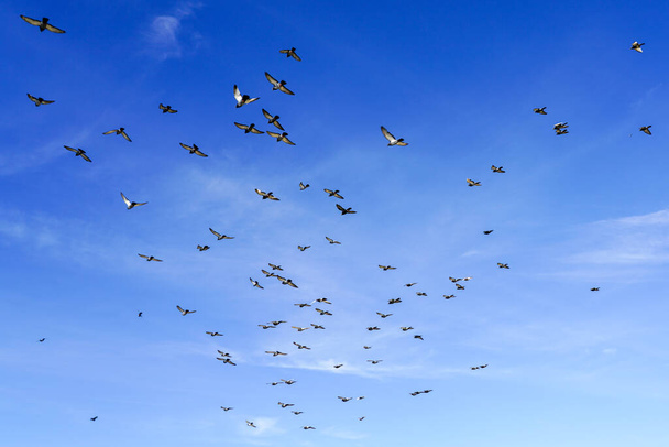 bandada de palomas aleteando alas volando sobre un fondo azul del cielo - Foto, imagen