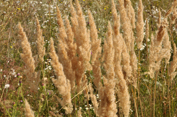 Calamagrostis epigejos grows in the wild among grasses. - Photo, Image