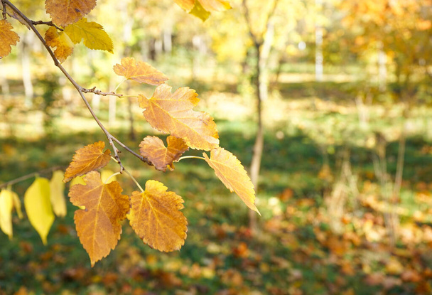 Yellow leaves on a branch in the autumn park. Close-up. - Foto, Imagem