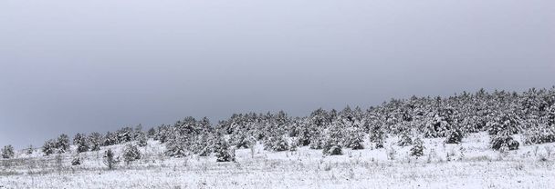 Kar altında kalmış küçük Noel ağaçlarının panoramik görüntüsü. Büyülü kış ormanı. Kasvetli gri gökyüzü ile doğal manzara. Batı Ukrayna 'nın doğduğu bölgenin güzelliği. Avrupa - Fotoğraf, Görsel