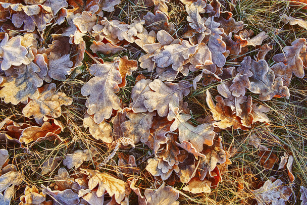 Çalıların üzerinde don, sonbaharda dökülen yapraklar ve çimenler  - Fotoğraf, Görsel
