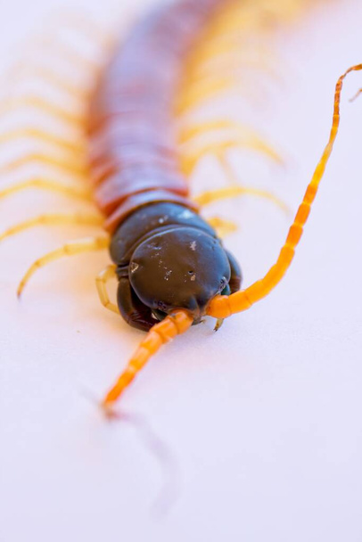 Closeup of a Giant Desert Centipede, Scolopendra heros. - Photo, Image
