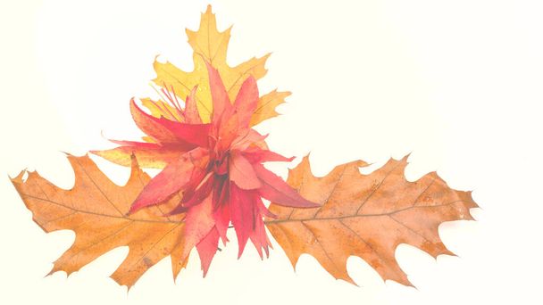 листя, що дерево падає восени червонуватим, щоб завершити свій цикл на білому тлі
 - Фото, зображення
