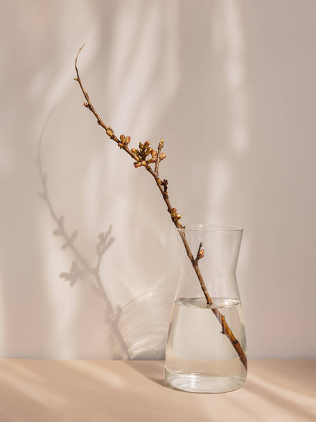 Composition in the style of minimalism. A dry apple branch with buds in a vase on a natural background with shadows and sunshine - Valokuva, kuva