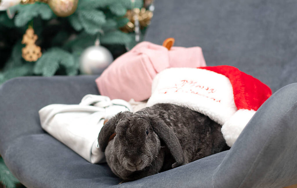 Symbol of the year 2023. concept. A cute plush rabbit sits on a chair in a santa claus hat on the background of a christmas tree. Close-up. - Foto, imagen