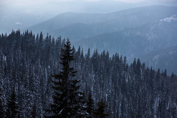 Näkymä kuusimetsän huipulta talvella. Kuusi puita peitetty valkoinen pörröinen lumi. Talvi vuoristo maisema puita lumessa - Valokuva, kuva