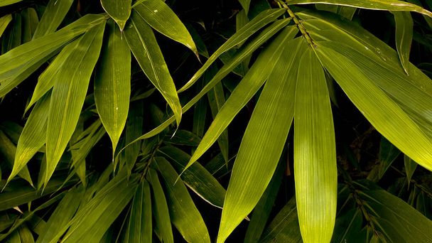 natural bamboo leaves plant dark green wallpaper - Φωτογραφία, εικόνα