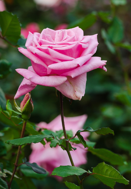 Hermosa rosa rosa en un jardín - Foto, imagen