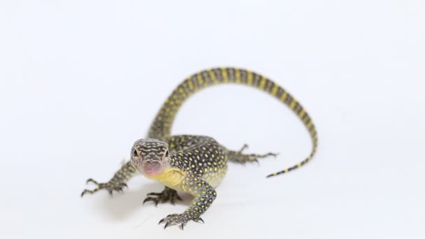The mangrove monitor or Western Pacific monitor lizard (Varanus indicus) isolated on white background - Footage, Video