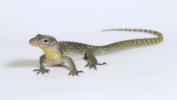 The mangrove monitor or Western Pacific monitor lizard (Varanus indicus) isolated on white background - Footage, Video
