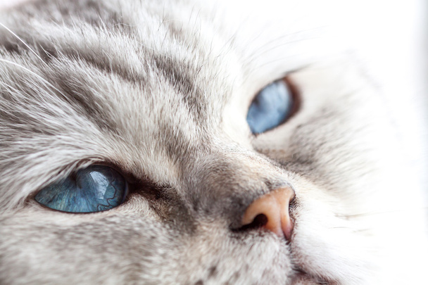 Сонные голубые глаза
 - Фото, изображение