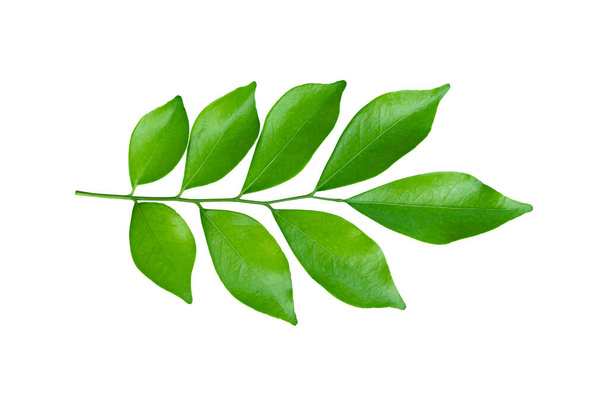 Fresh green leaves on branch isolated on white background. Orange leaf with clipping path. - Photo, image