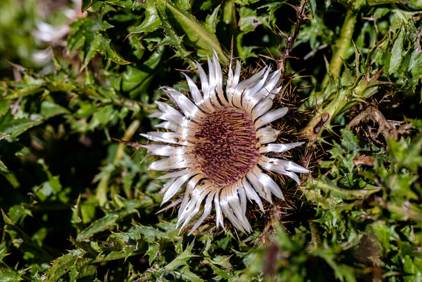 Carlina acaulis flor creciendo en el prado - Foto, Imagen