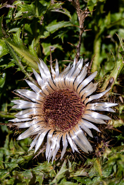 Carlina acaulis flor creciendo en el prado - Foto, Imagen