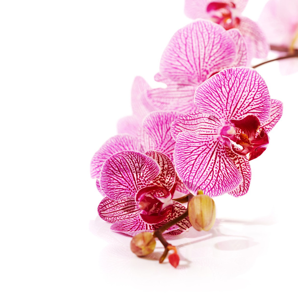 Phalaenopsis-Orchidee. - Foto, Bild