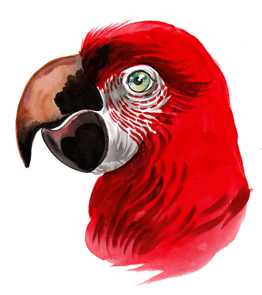 Czerwona głowa papugi. Rysunek atramentu i akwareli - Zdjęcie, obraz
