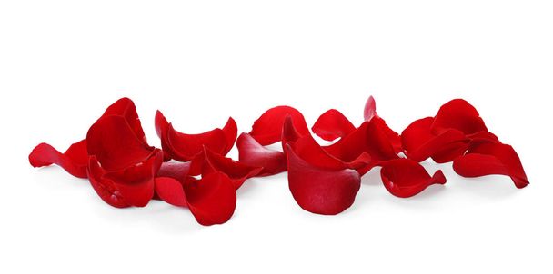 Fresh red rose petals on white background - Photo, image